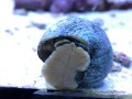 MEXICAN TURBO SNAILS